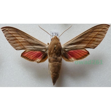 Theretra alecto (Linnaeus, 1758) ex. ovo Greece, Rhodes12k